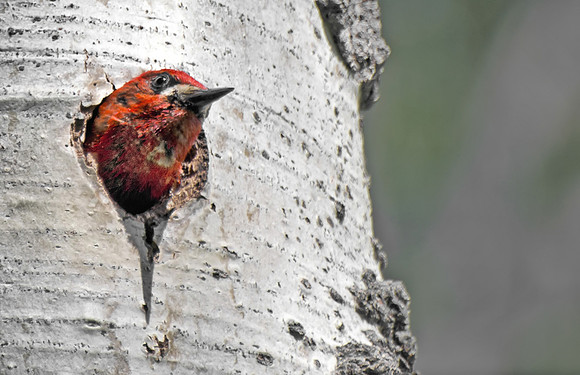 Red-Breasted Sapsucker in Aspen Nest