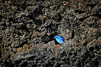 Lava Beds National Monument