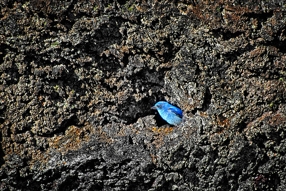 Bluebird in Lava Nest