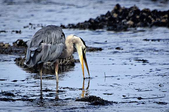 Heron Hunting