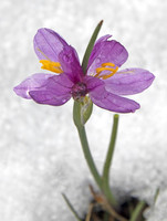 Grass Widow Sticking Out of Snow