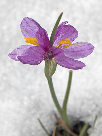 Grass Widow Sticking Out of Snow
