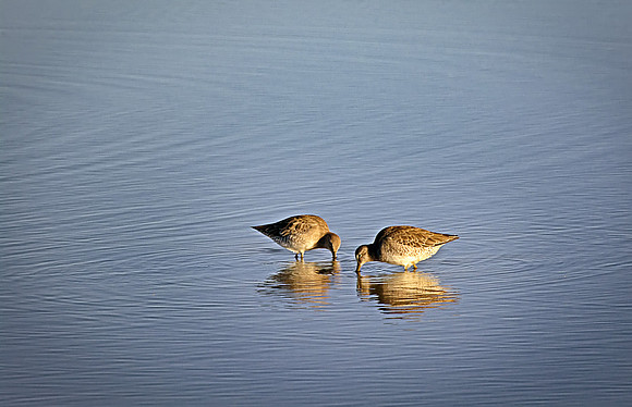 Two Dowitchers