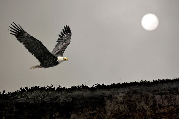Eagle at Sunrise on Foggy Morning