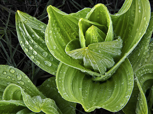 Corn Lily After Rain