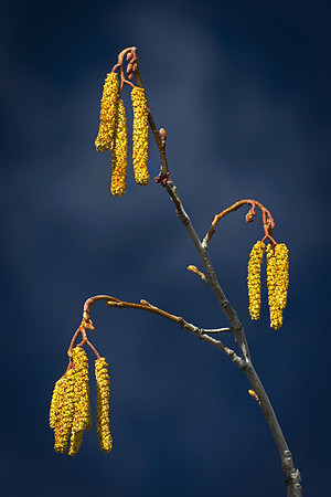 Alder in Spring
