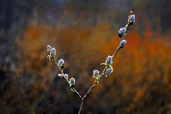 Pussy Willow in Rain