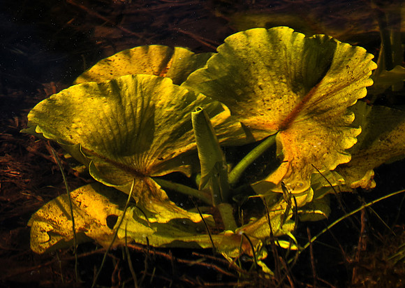 Lily Under Water at Parsnip Lake