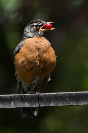Robin Father Bringing Cherry to Nest