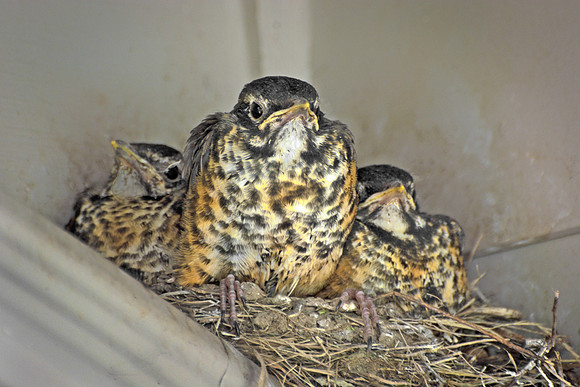 Robin Fledgling Ready to Fly
