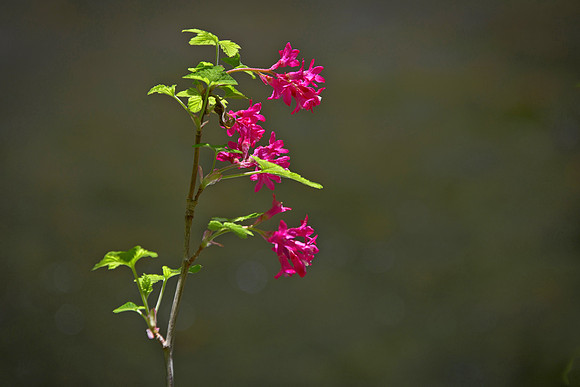 Wild Currant