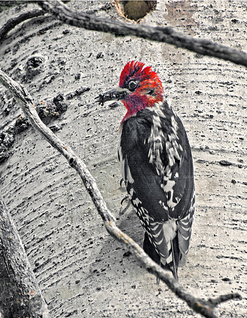 Red-Breasted Sapsucker Bringing Food to Nest