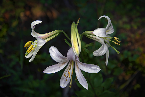 Washington Lilies