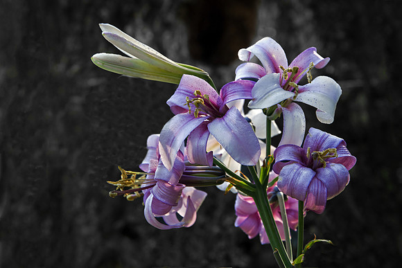 Wild Washington lilies