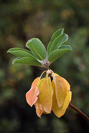 Madrone Leaves Turning Color