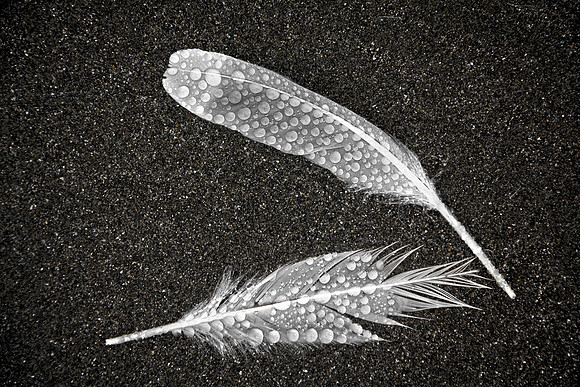 Gull Feathers in Rain