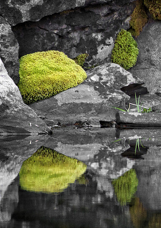 Moss Reflection