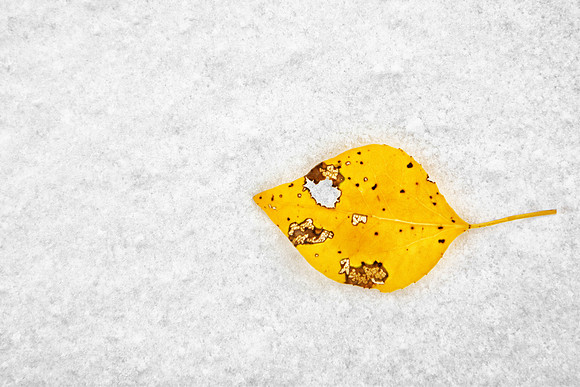 Smiling Aspen Leaf on Snow