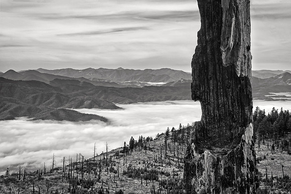 On Grizzly Peak, Above the Fog
