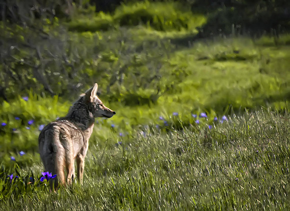 Coyote, Late Afternoon