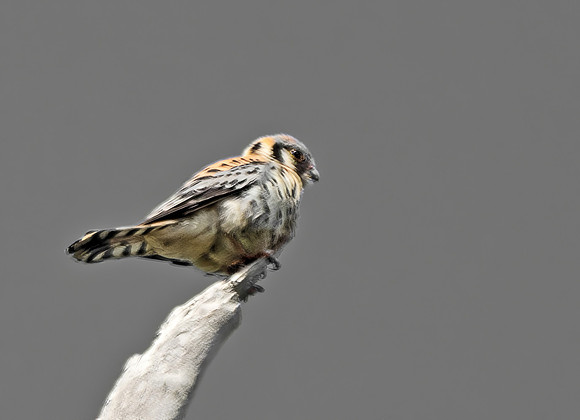 Kestrel Looking for Prey