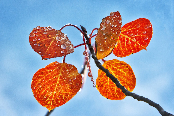 Red Aspen Leaves
