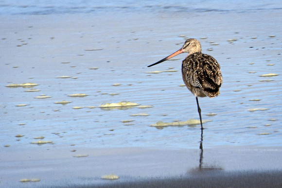 Marbled Godwit