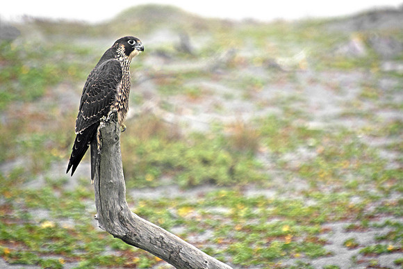 Peregine Falcon Near Snowy Plover Nests