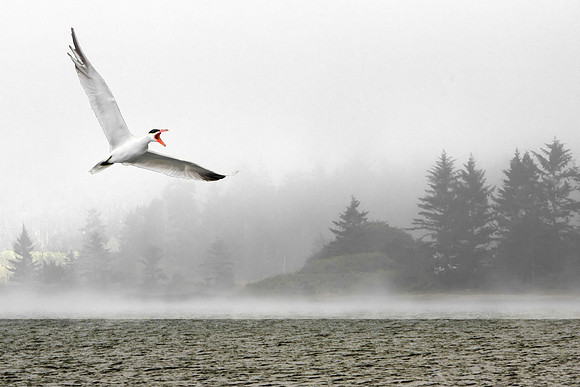 Tern Speaks