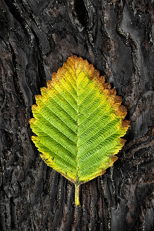 Alder Leaf That Fell on Burned Driftwood