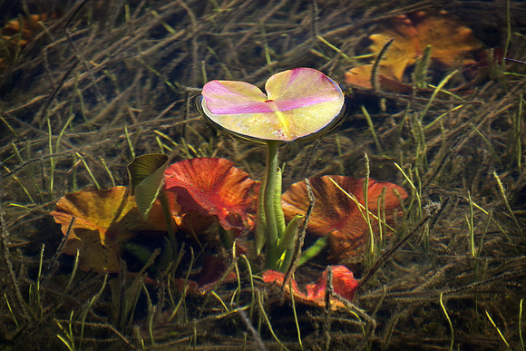 Lilypad Lake