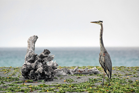 Heron and Driftwood