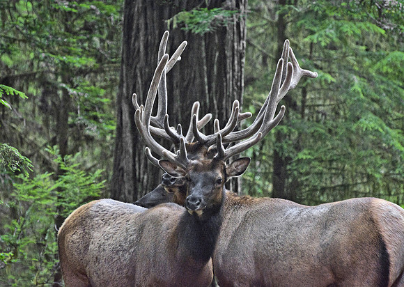 Three Bull Elk