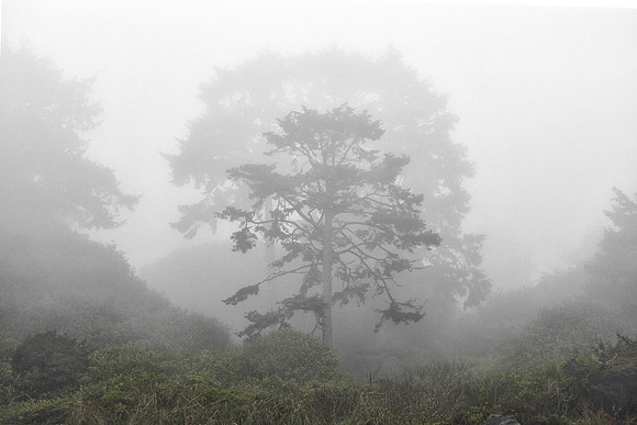 Coastal Trees in Fog