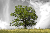 Oak on Ridge