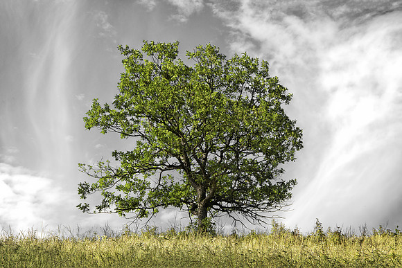 Oak on Ridge
