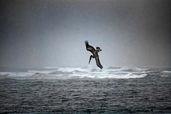 Pelican Diving