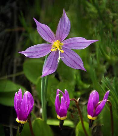 Blue-Eyed Grass and Shooting Stars