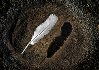 Floating Feather After Rain