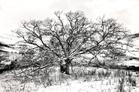 Wide Oak After Snow