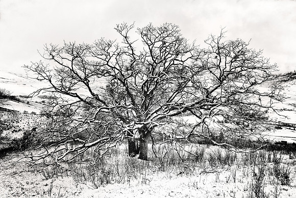 Wide Oak After Snow