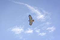 Flying Away