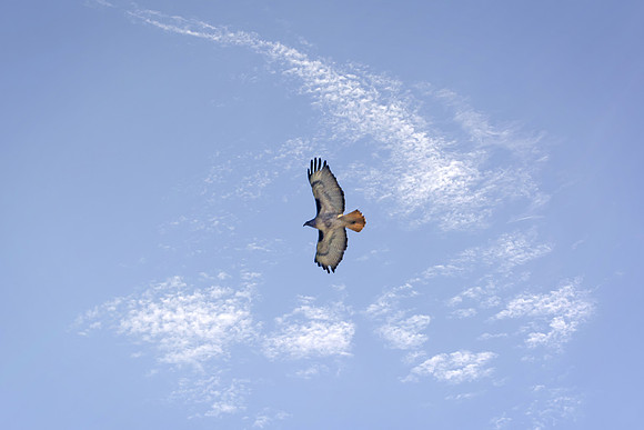 Flying Away