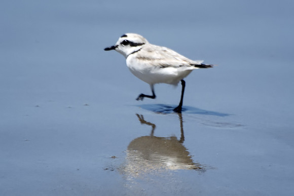 Snowy Plover Looking for Food