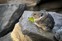 Pika Eating Leaf