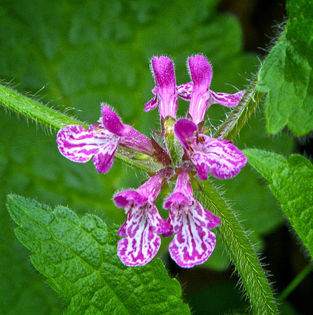 Hedgenettle Flowers