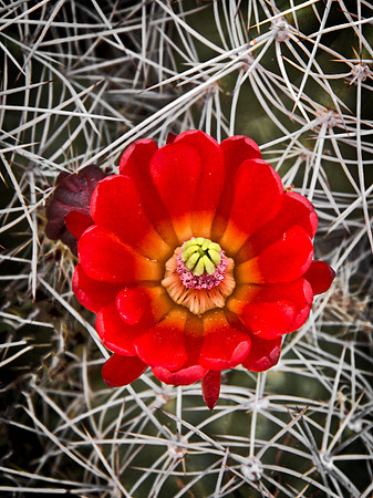 Cactus Flower