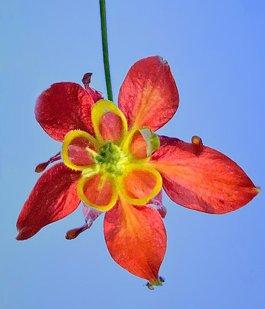 Columbine from Below