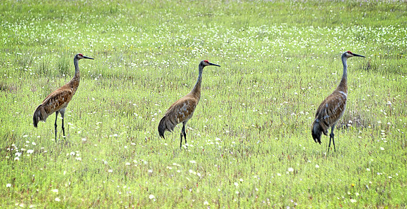 Three Sandhill Cranes