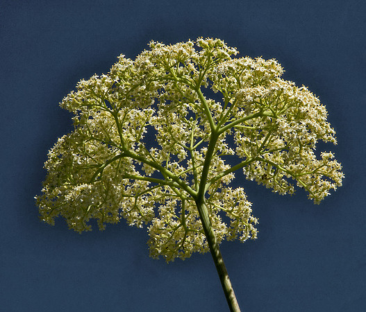 Elderberry in Bloom